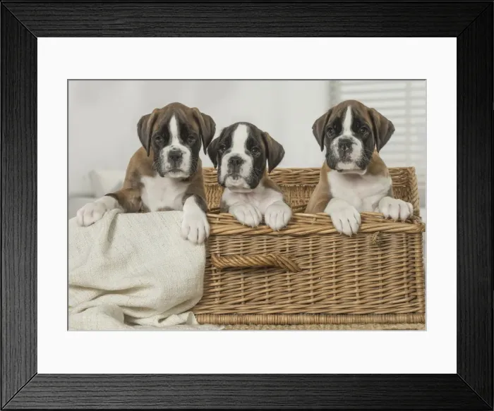 Framed Print : Picture No. 11808053 Framed Print : Picture No. 11808053