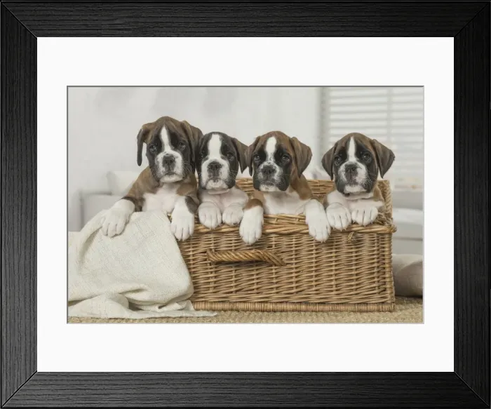 Framed Print : Picture No. 11808054 Framed Print : Picture No. 11808054