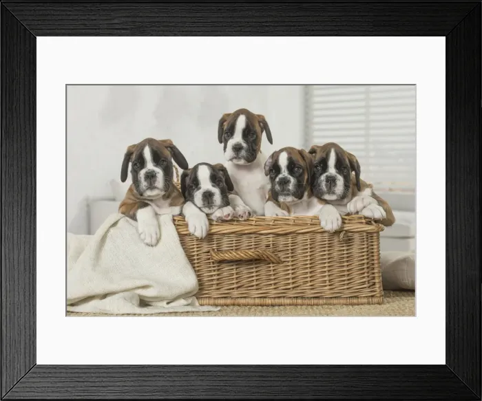 Framed Print : Picture No. 11808055 Framed Print : Picture No. 11808055