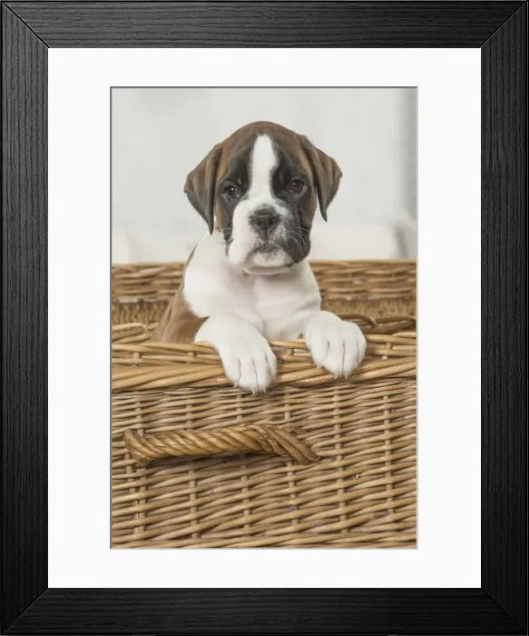 Framed Print : Picture No. 11808056 Framed Print : Picture No. 11808056