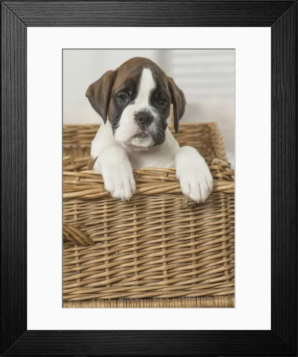 Framed Print : Picture No. 11808057 Framed Print : Picture No. 11808057