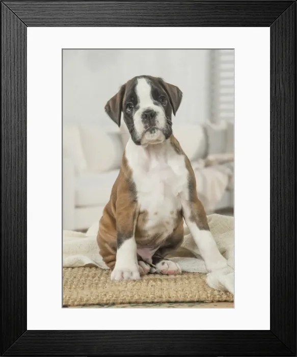 Framed Print : Picture No. 11808060 Framed Print : Picture No. 11808060