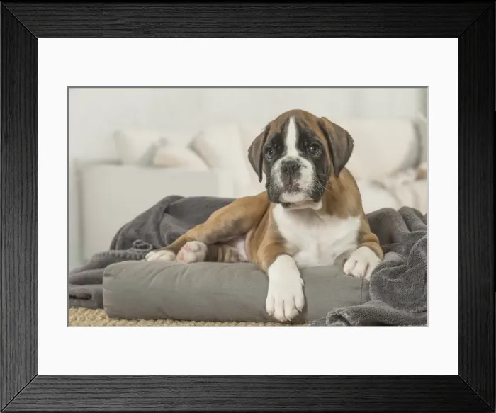 Framed Print : Picture No. 11808062 Framed Print : Picture No. 11808062