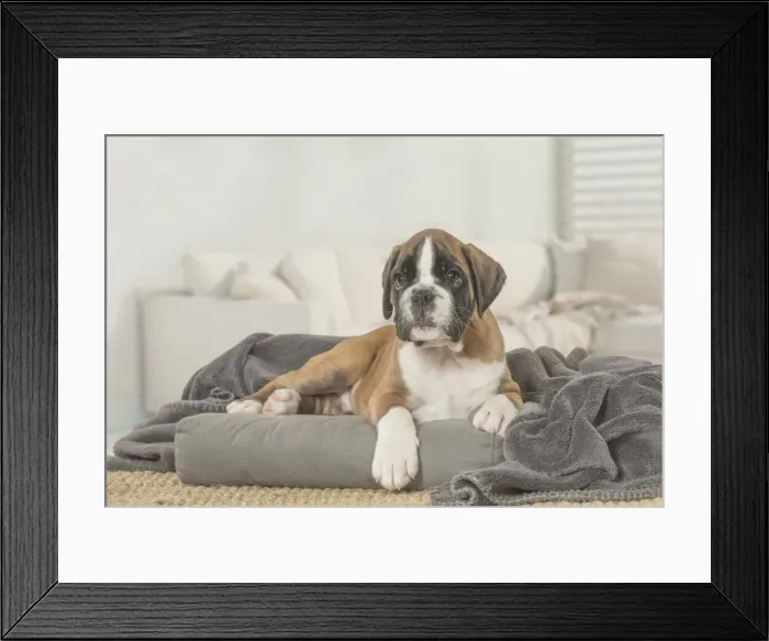 Framed Print : Picture No. 11808063 Framed Print : Picture No. 11808063