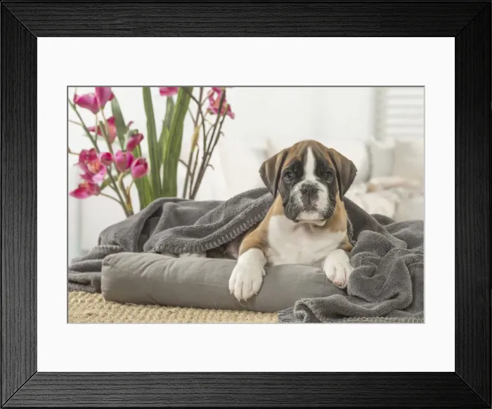 Framed Print : Picture No. 11808064 Framed Print : Picture No. 11808064