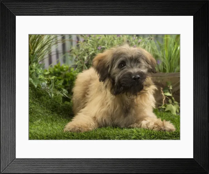 Framed Print : Picture No. 11808065 Framed Print : Picture No. 11808065