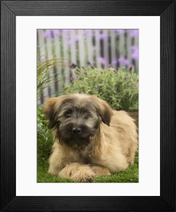 Framed Print : Picture No. 11808066 Framed Print : Picture No. 11808066