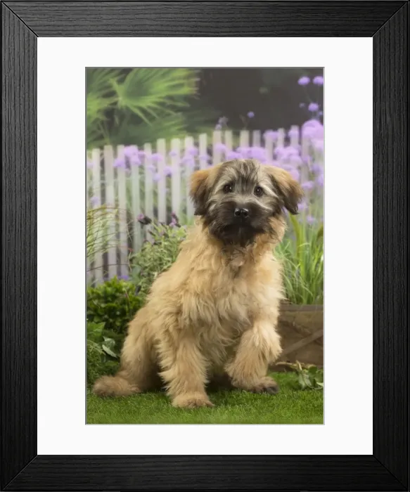 Framed Print : Picture No. 11808068 Framed Print : Picture No. 11808068
