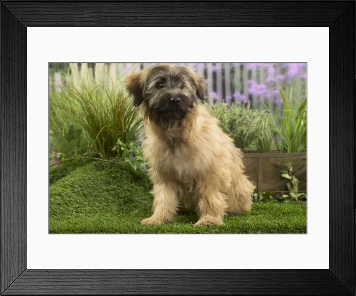 Framed Print : Picture No. 11808067 Framed Print : Picture No. 11808067