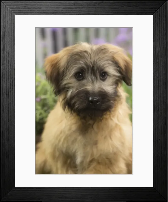 Framed Print : Picture No. 11808069 Framed Print : Picture No. 11808069