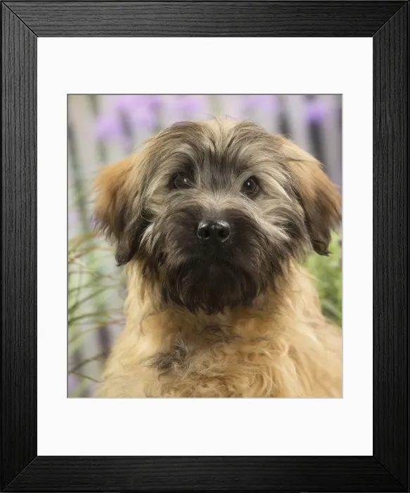 Framed Print : Picture No. 11808070 Framed Print : Picture No. 11808070