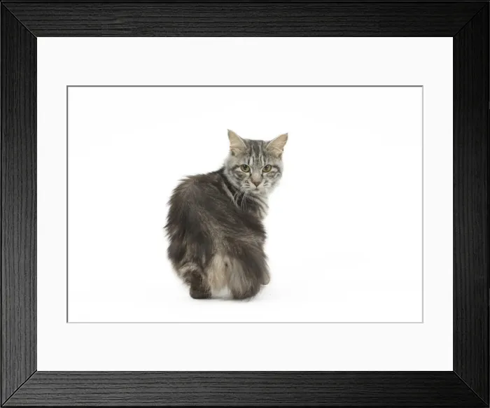 Framed Print : Picture No. 11808072 Framed Print : Picture No. 11808072