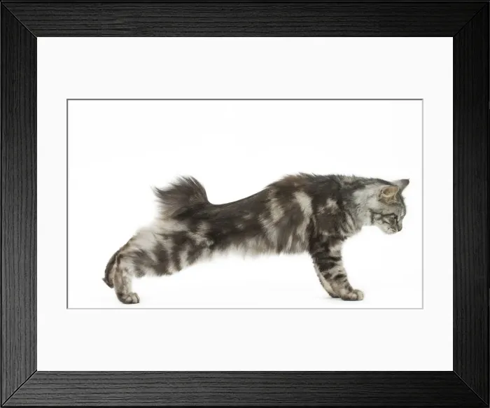 Framed Print : Picture No. 11808071 Framed Print : Picture No. 11808071