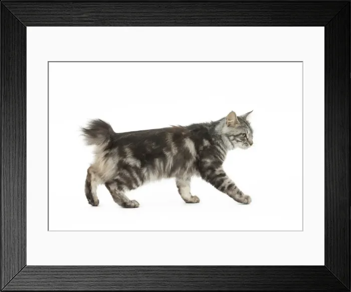 Framed Print : Picture No. 11808073 Framed Print : Picture No. 11808073