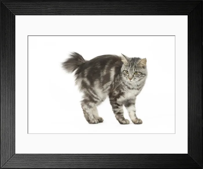 Framed Print : Picture No. 11808075 Framed Print : Picture No. 11808075