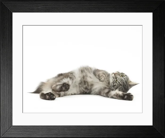 Framed Print : Picture No. 11808076 Framed Print : Picture No. 11808076