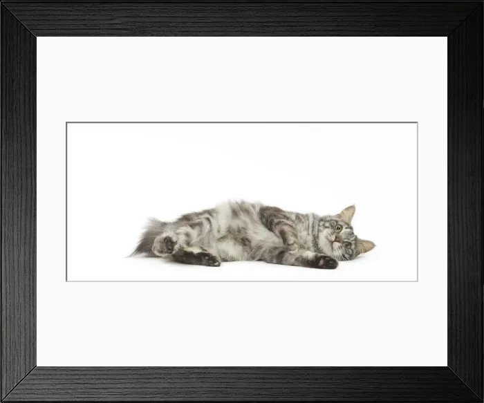 Framed Print : Picture No. 11808077 Framed Print : Picture No. 11808077