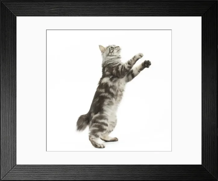 Framed Print : Picture No. 11808078 Framed Print : Picture No. 11808078