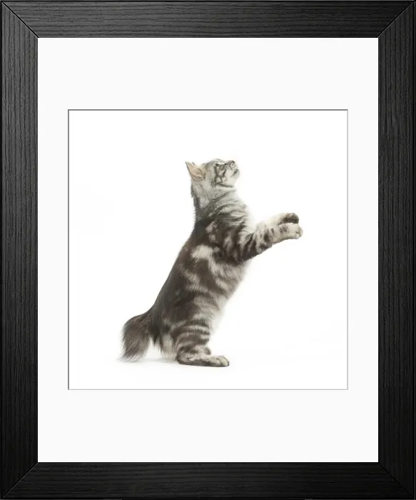 Framed Print : Picture No. 11808079 Framed Print : Picture No. 11808079