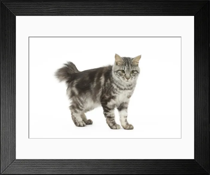 Framed Print : Picture No. 11808074 Framed Print : Picture No. 11808074