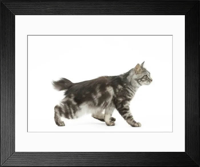 Framed Print : Picture No. 11808080 Framed Print : Picture No. 11808080