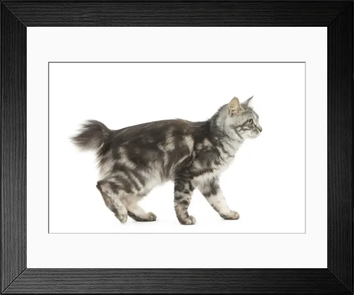 Framed Print : Picture No. 11808081 Framed Print : Picture No. 11808081