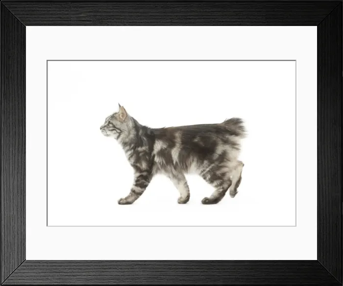Framed Print : Picture No. 11808083