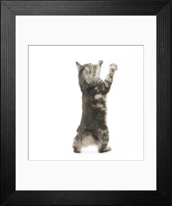 Framed Print : Picture No. 11808082 Framed Print : Picture No. 11808082