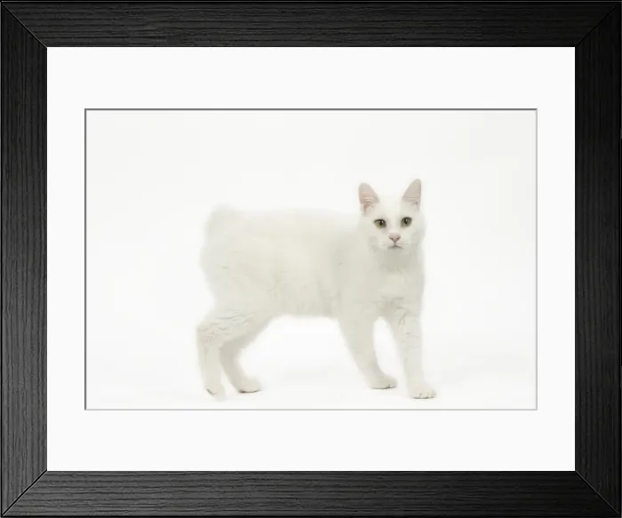 Framed Print : Picture No. 11808085 Framed Print : Picture No. 11808085