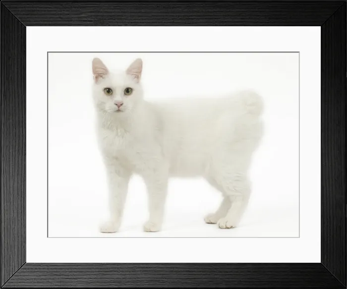 Framed Print : Picture No. 11808086 Framed Print : Picture No. 11808086