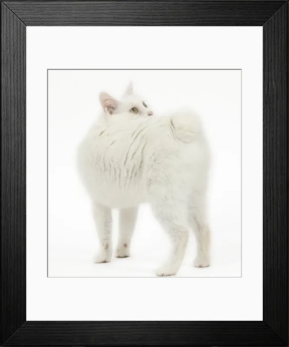 Framed Print : Picture No. 11808087