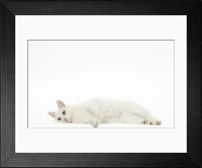 Framed Print : Picture No. 11808088 Framed Print : Picture No. 11808088