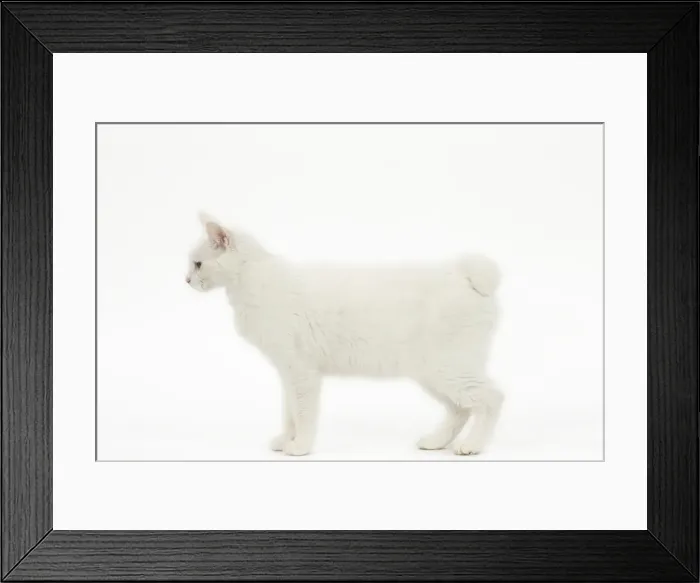 Framed Print : Picture No. 11808084 Framed Print : Picture No. 11808084