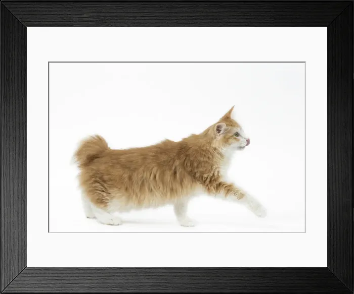 Framed Print : Picture No. 11808090 Framed Print : Picture No. 11808090