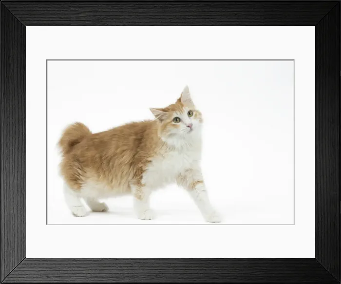 Framed Print : Picture No. 11808091 Framed Print : Picture No. 11808091