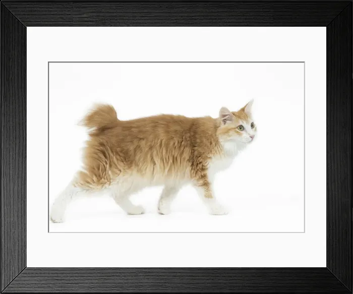 Framed Print : Picture No. 11808094 Framed Print : Picture No. 11808094