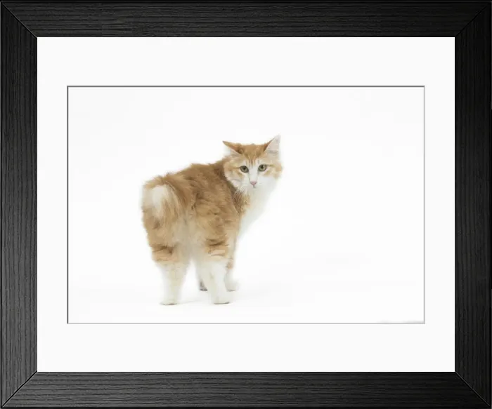 Framed Print : Picture No. 11808095 Framed Print : Picture No. 11808095