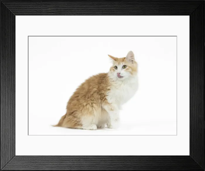 Framed Print : Picture No. 11808092 Framed Print : Picture No. 11808092