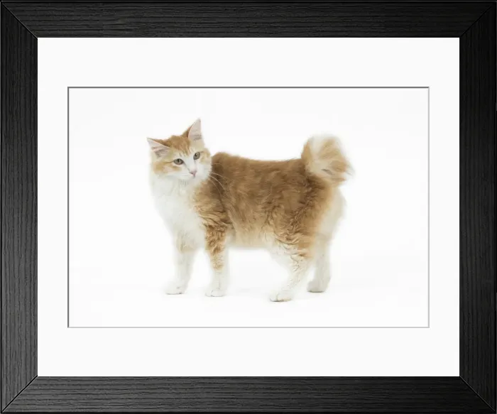 Framed Print : Picture No. 11808097 Framed Print : Picture No. 11808097