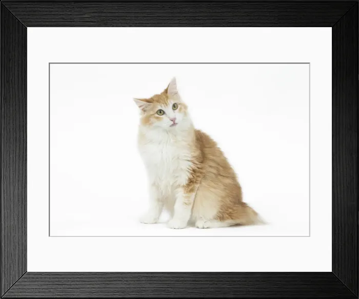 Framed Print : Picture No. 11808096 Framed Print : Picture No. 11808096