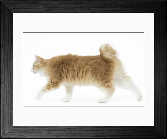 Framed Print : Picture No. 11808100 Framed Print : Picture No. 11808100