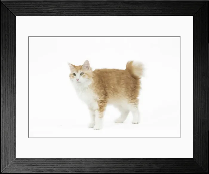 Framed Print : Picture No. 11808099 Framed Print : Picture No. 11808099