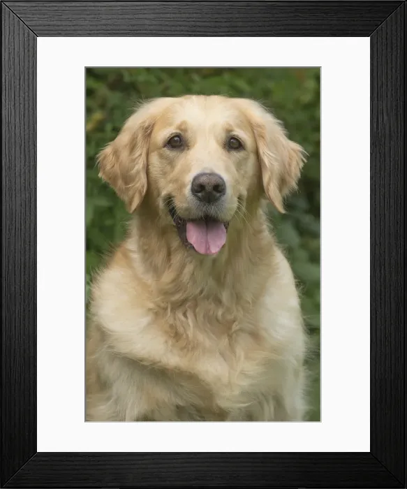 Framed Print : Picture No. 11808101 Framed Print : Picture No. 11808101