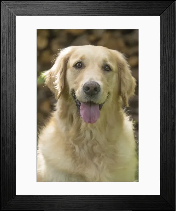 Framed Print : Picture No. 11808102 Framed Print : Picture No. 11808102
