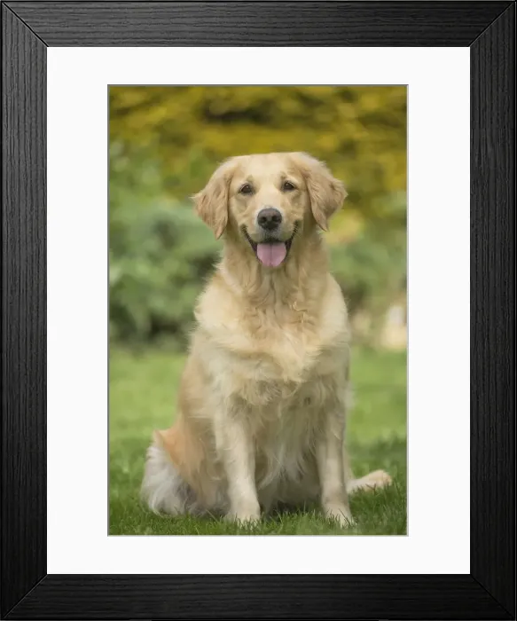 Framed Print : Picture No. 11808103 Framed Print : Picture No. 11808103