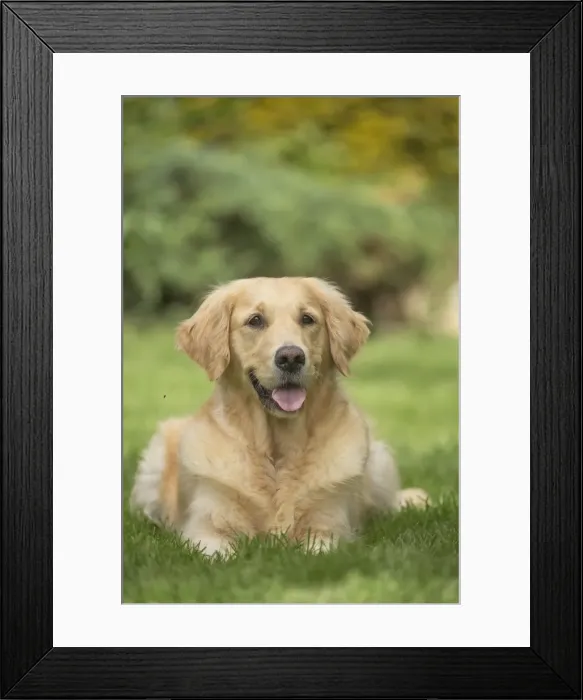 Framed Print : Picture No. 11808105 Framed Print : Picture No. 11808105