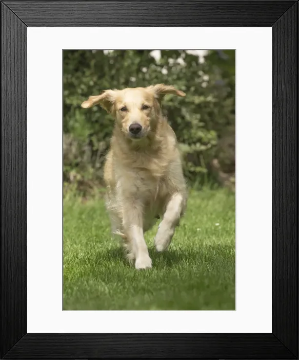 Framed Print : Picture No. 11808115