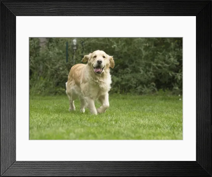 Framed Print : Picture No. 11808117 Framed Print : Picture No. 11808117