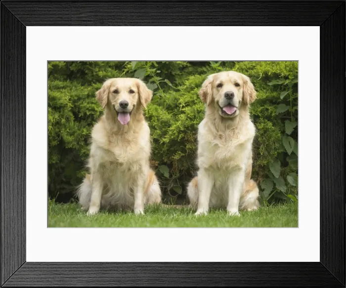Framed Print : Picture No. 11808118 Framed Print : Picture No. 11808118