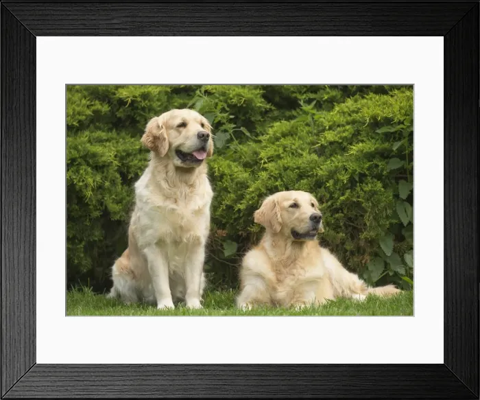 Framed Print : Picture No. 11808120 Framed Print : Picture No. 11808120
